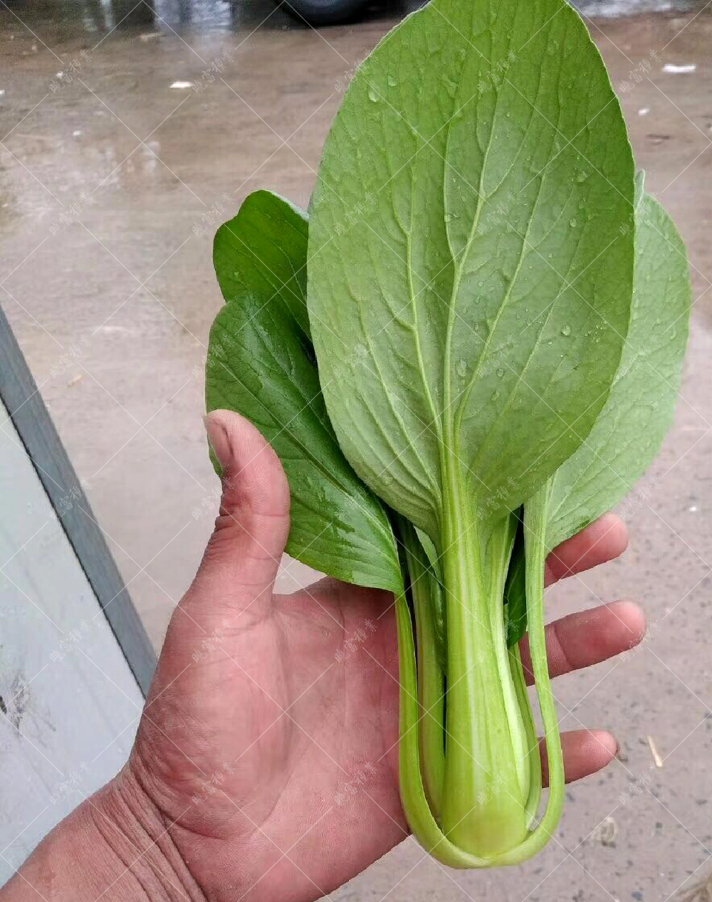 1557821487447381.jpg 微信圖片_20171113165629.jpg