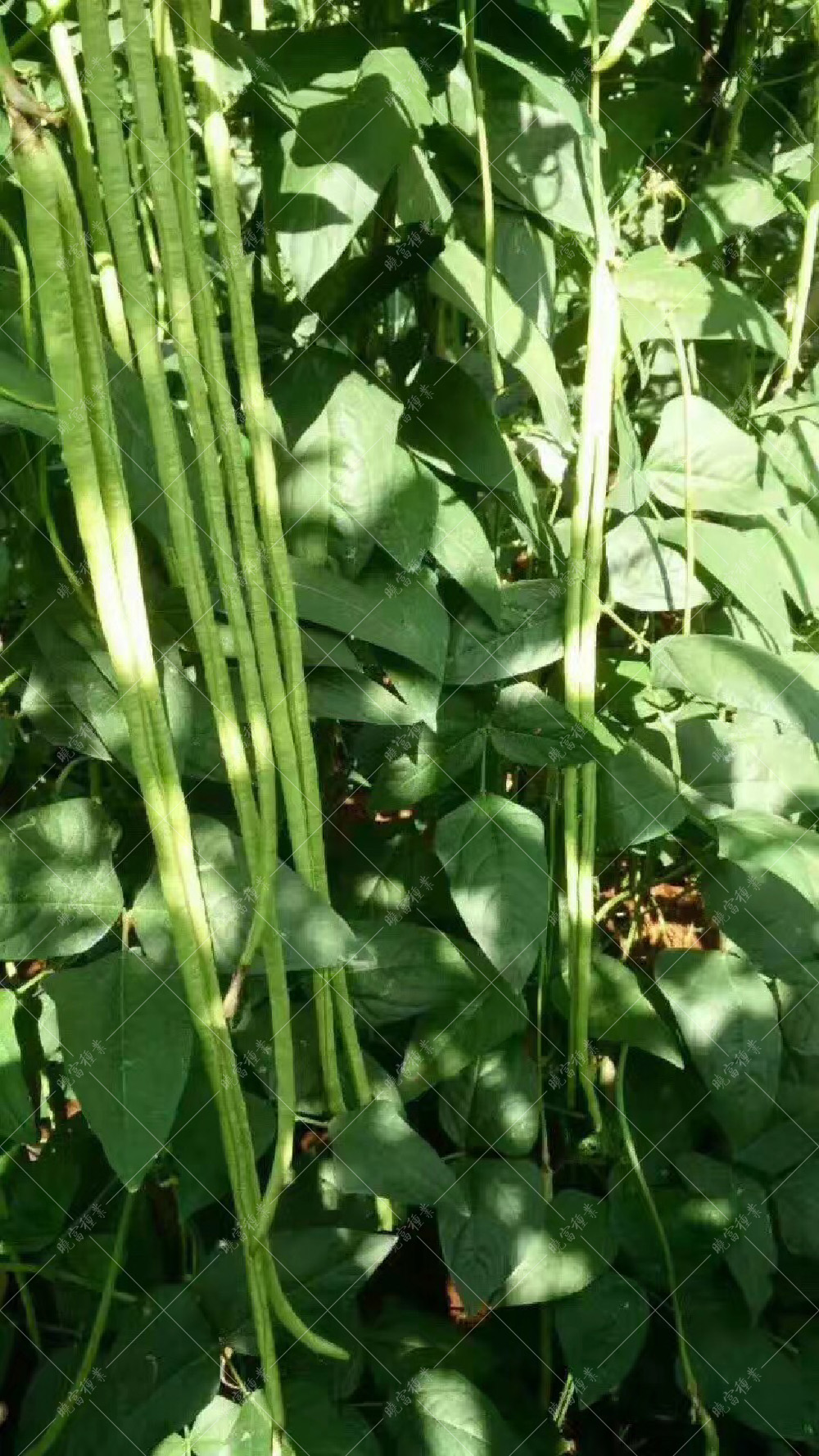 1558055772773578.jpg 8565903206866945.jpg