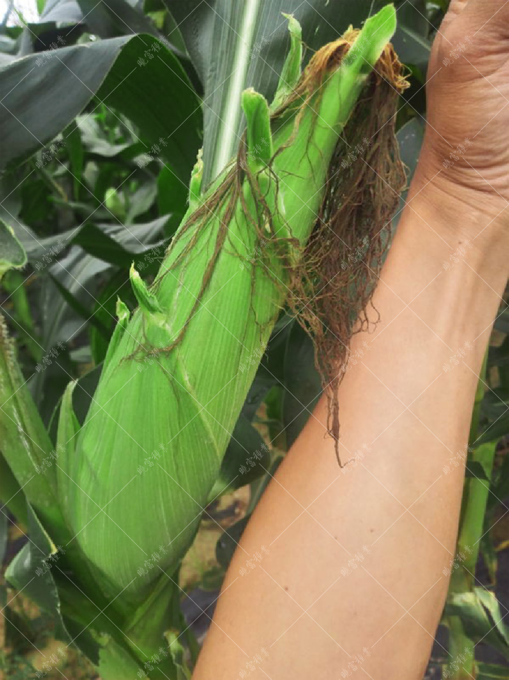 1558343413636784.jpg 40.jpg