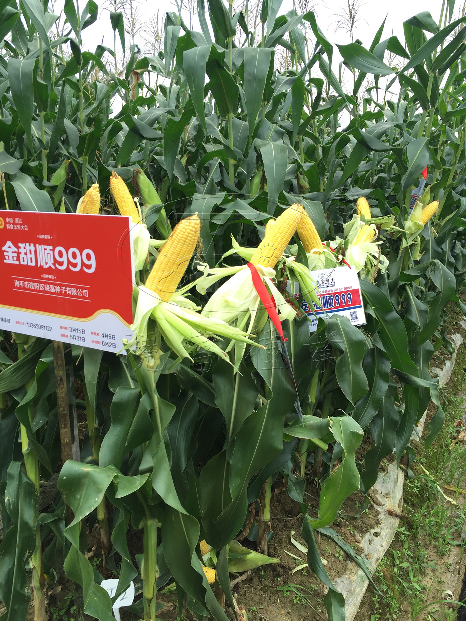 1594543071709015.jpg e37cf9c394743734548b70076bff885.jpg