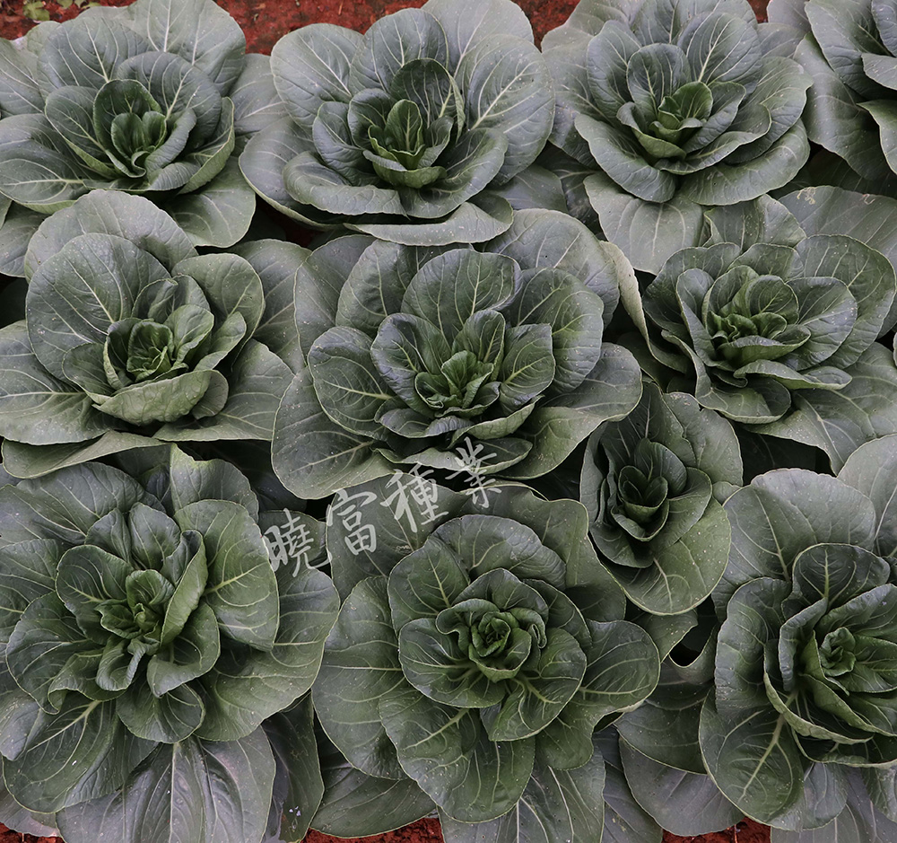 1600245702398354.jpg 08.jpg