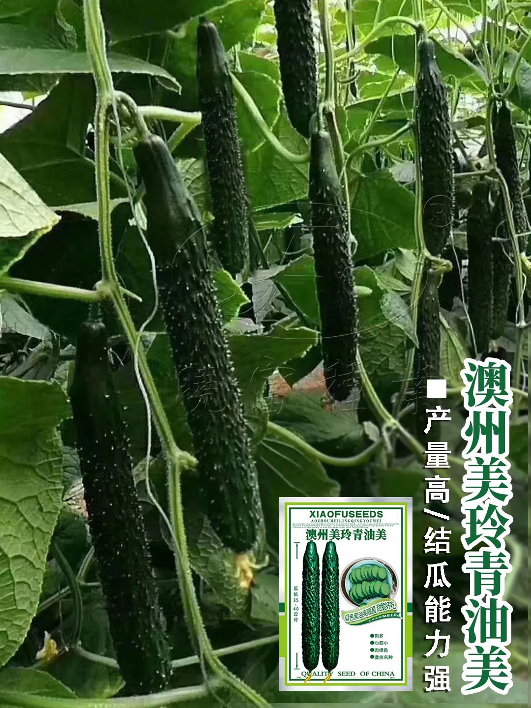 1646190538320623.jpg 08.jpg